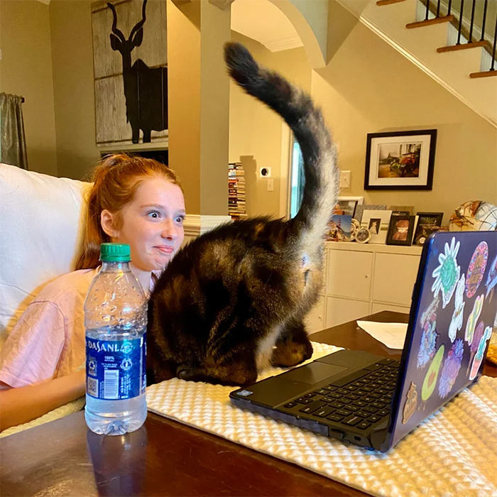 kitty shows butt during virtual class