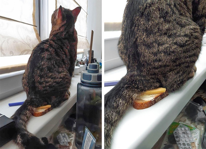 kitty sits on breakfast toast