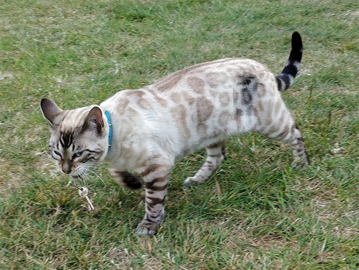 kitty steals keys