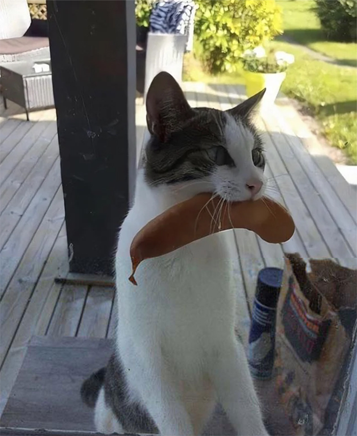 kitty steals sausage from neighbors