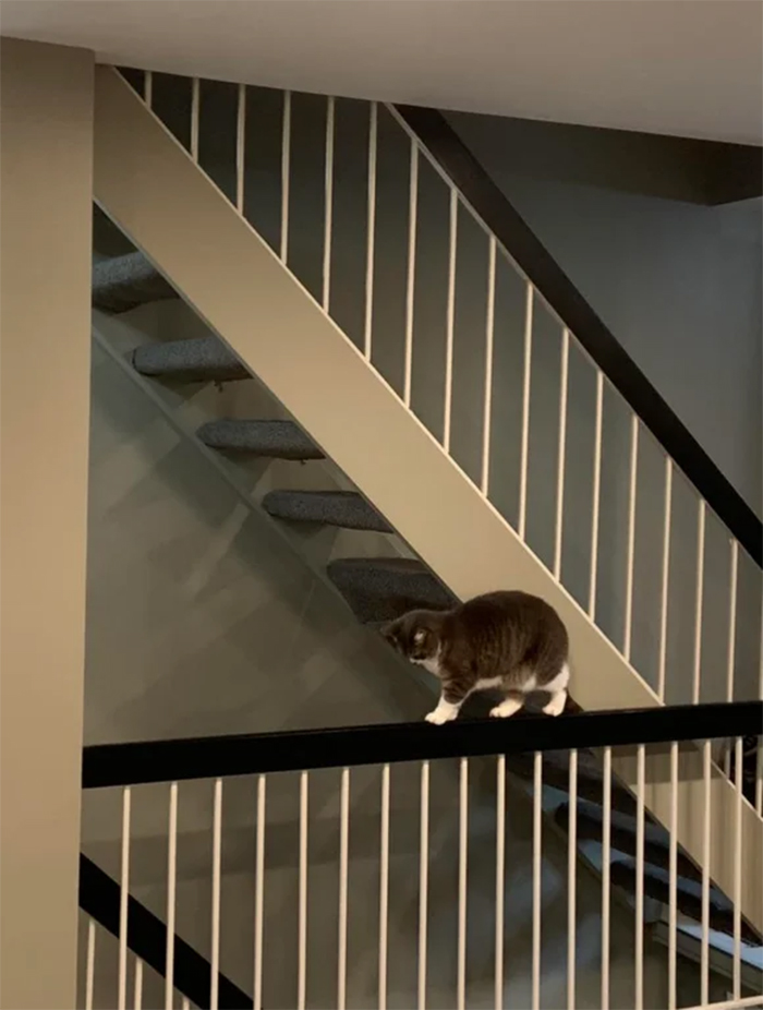 kitty walking on ledge