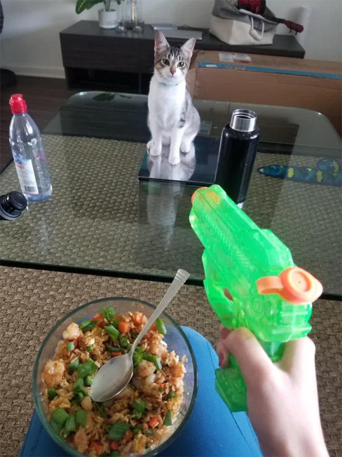 kitty with no fear threatened with plastic gun