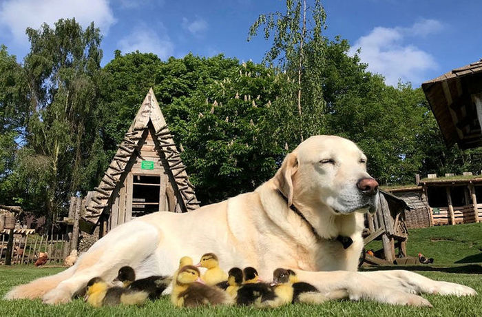 labrador retriever with nine chicks