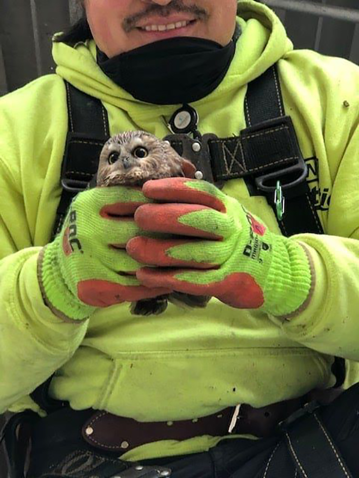 man holding an owl rescued from rockefeller christmas tree