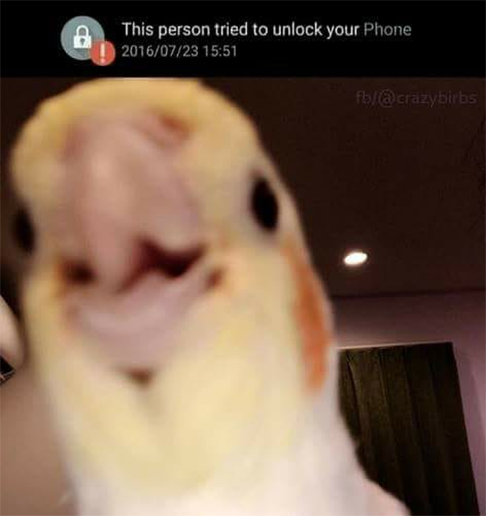naughty pets parrot hacks phone