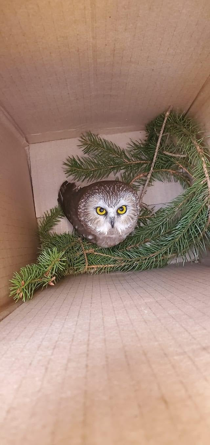 owl rescued from rockefeller christmas tree