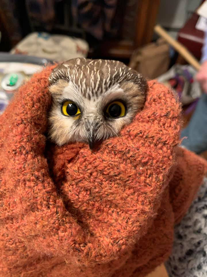owl wrapped in orange scarf