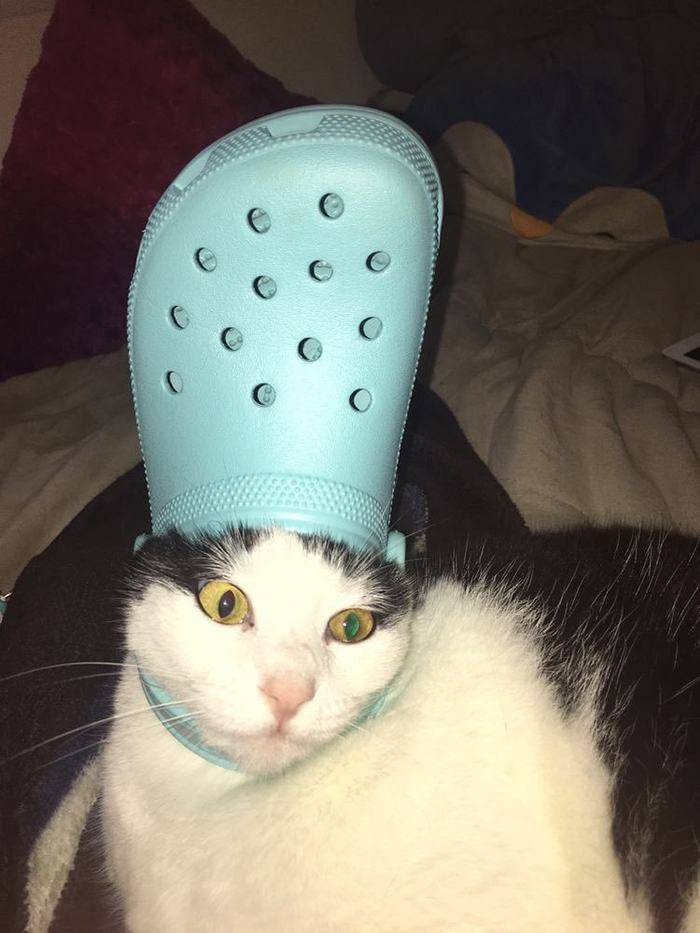 pet cat wearing a blue croc hat