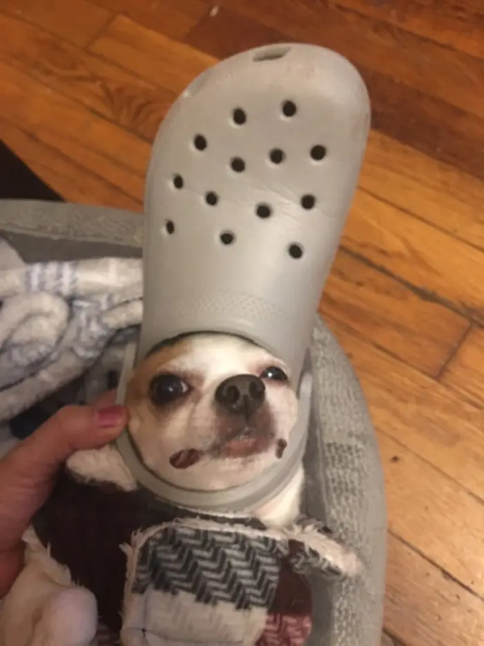 pet cat wearing a grey croc hat