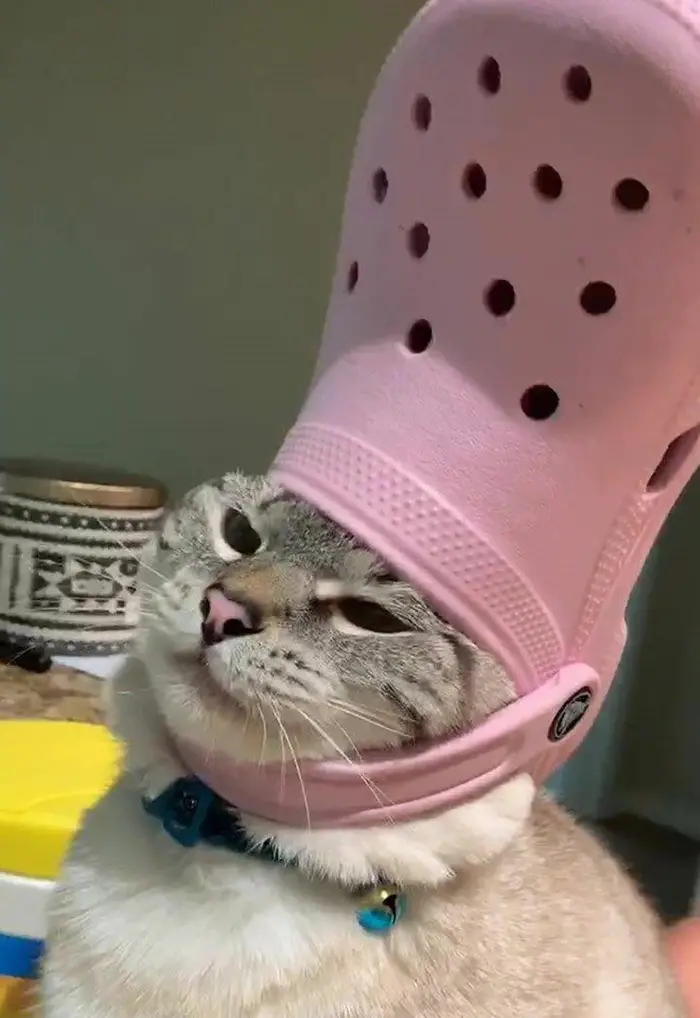 pet cat wearing a pink croc hat