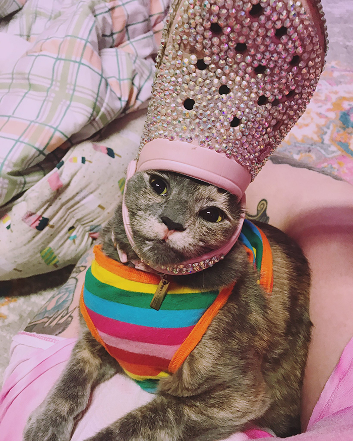 pet with a pink beaded croc on head