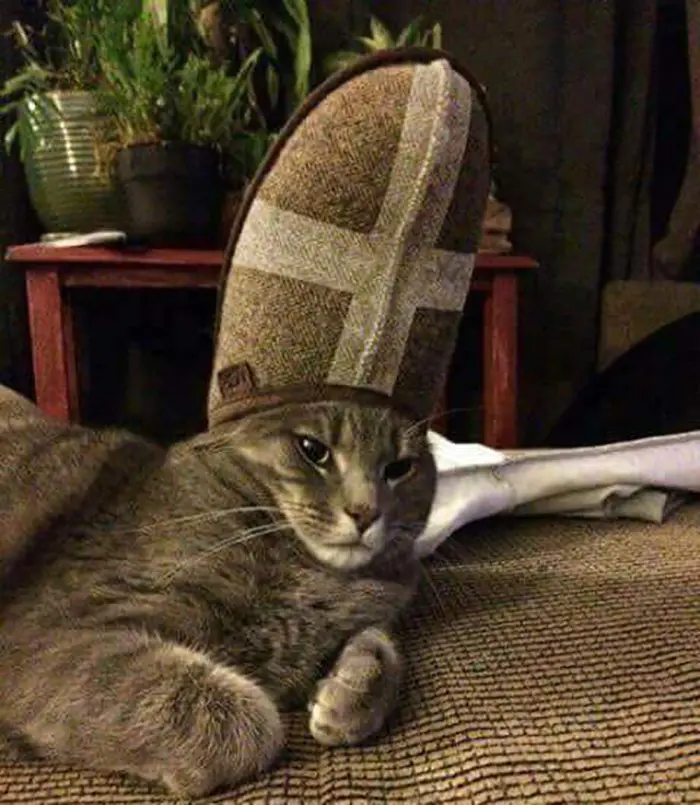 pet cat with a slipper on head