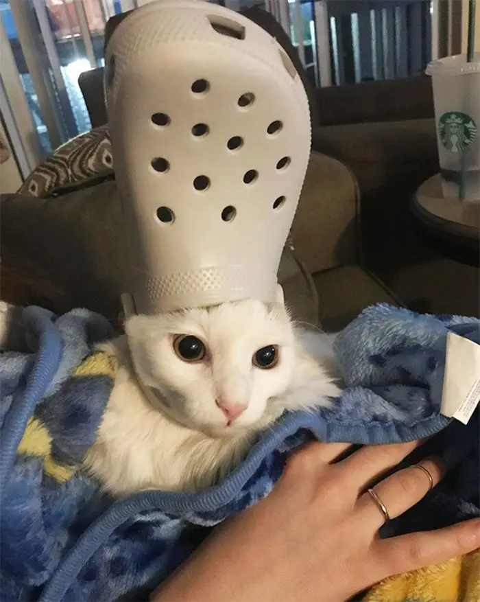 pet with a white croc hat