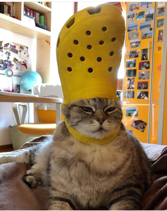 pet with a yellow croc on head