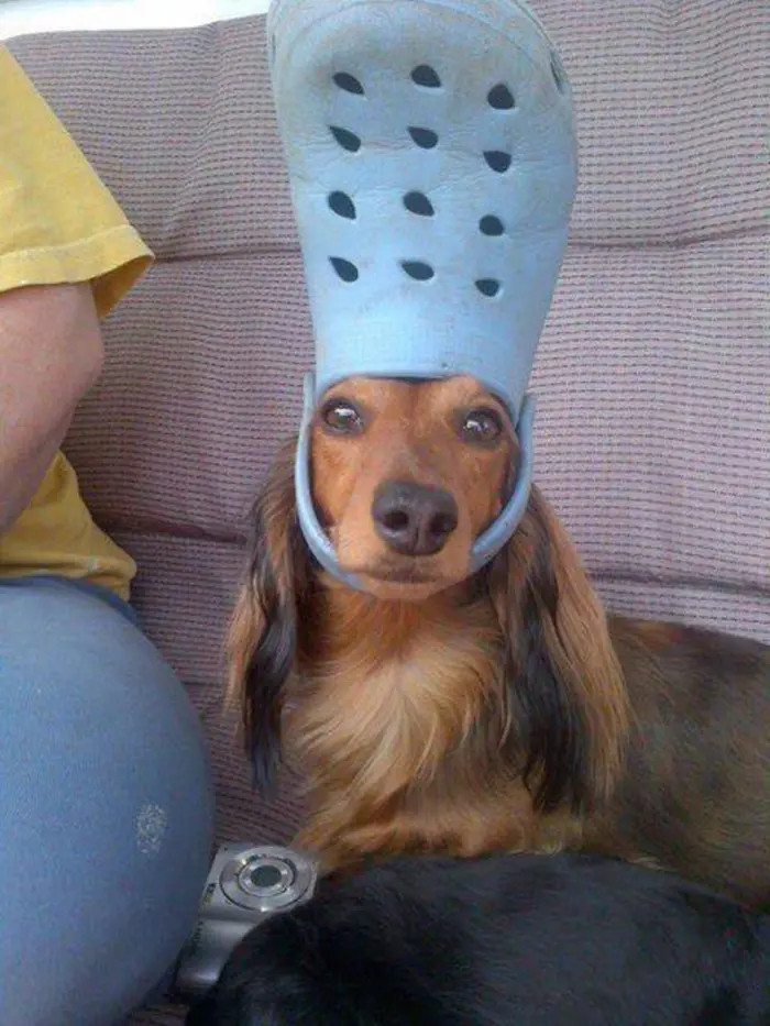 pet dog wearing a blue croc hat