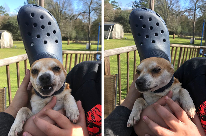 pet dog wearing a navy blue croc hat