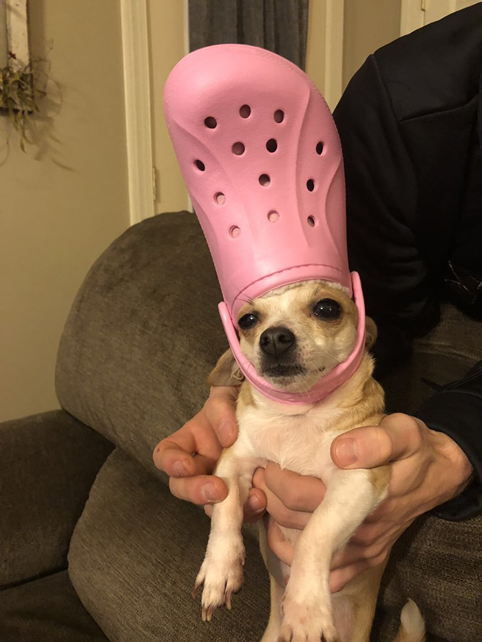 pet wearing a pink croc hat