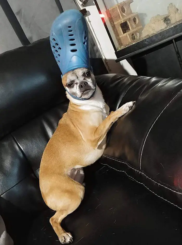 pet dog with a blue croc hat