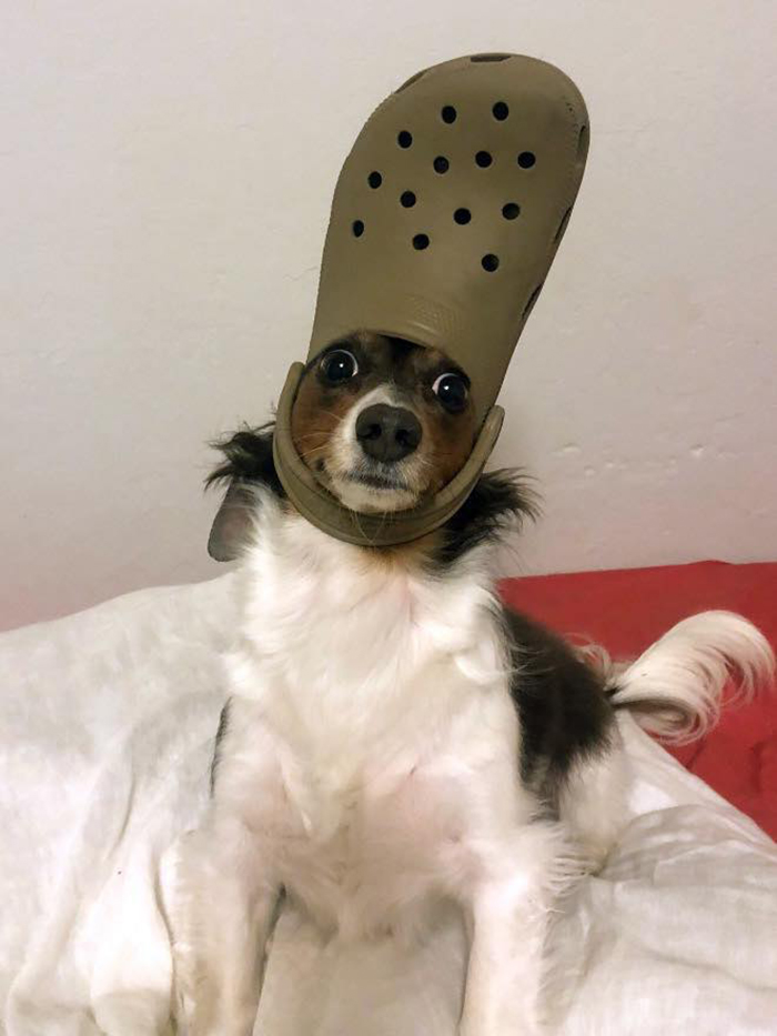 pet dog with a brown croc hat