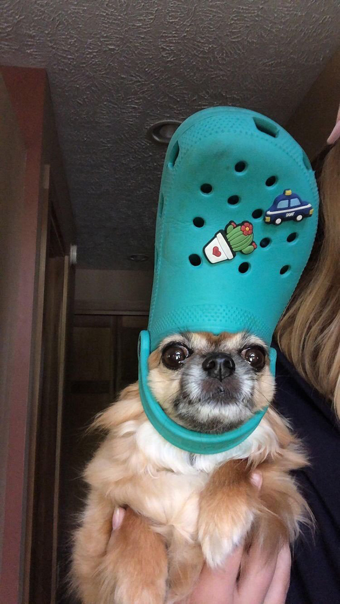 pet dog with a teal croc hat