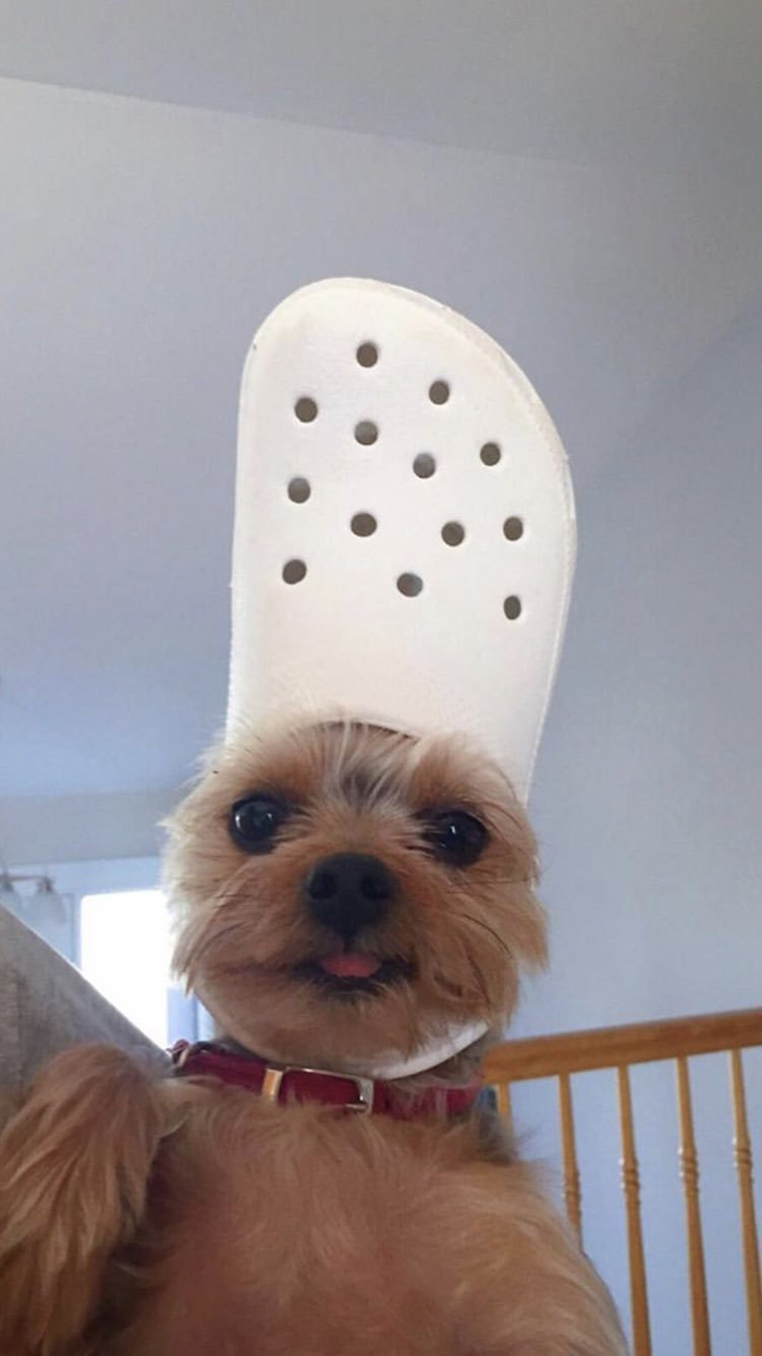 pet dog with a white croc on head