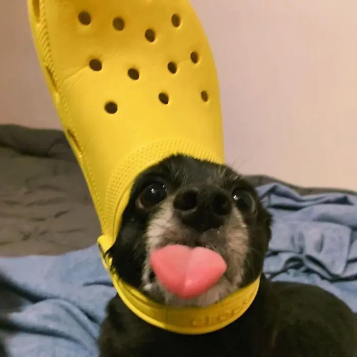 pet dog with a yellow croc hat