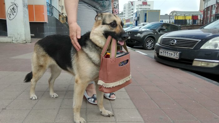 pooch carrying owner's bag