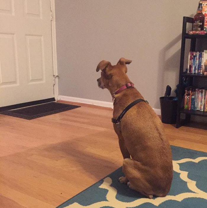 pooch waiting for owner to come home