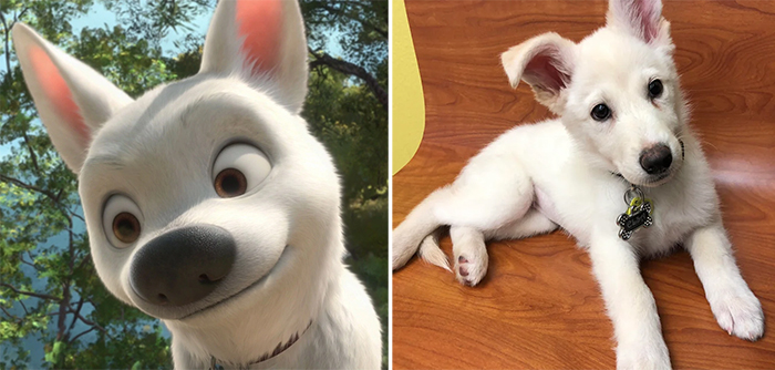 real life bolt disney dog