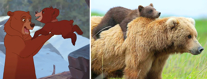 real life disney brother bear