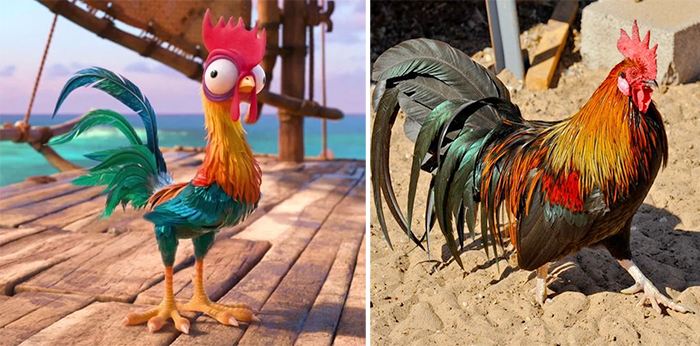 real life hei hei moana rooster