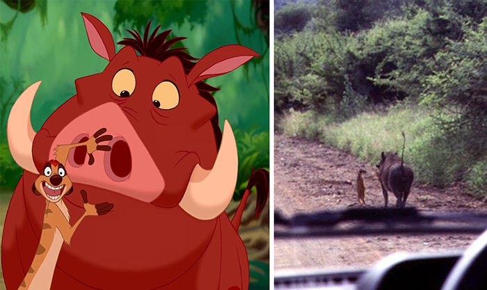 real life timon and pumbaa