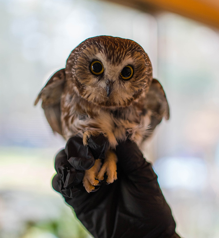 rescued nocturnal bird named rockefeller