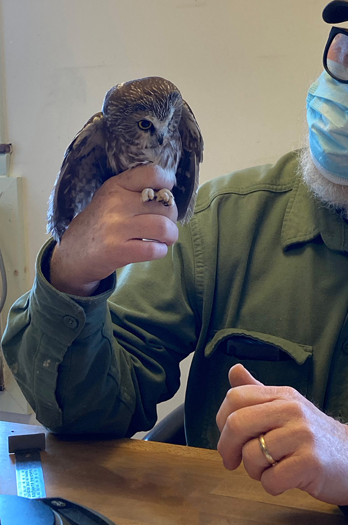 rescued nocturnal bird taken in by ravensbeard wildlife center