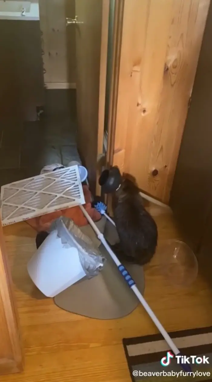 rodent building a dam using household items