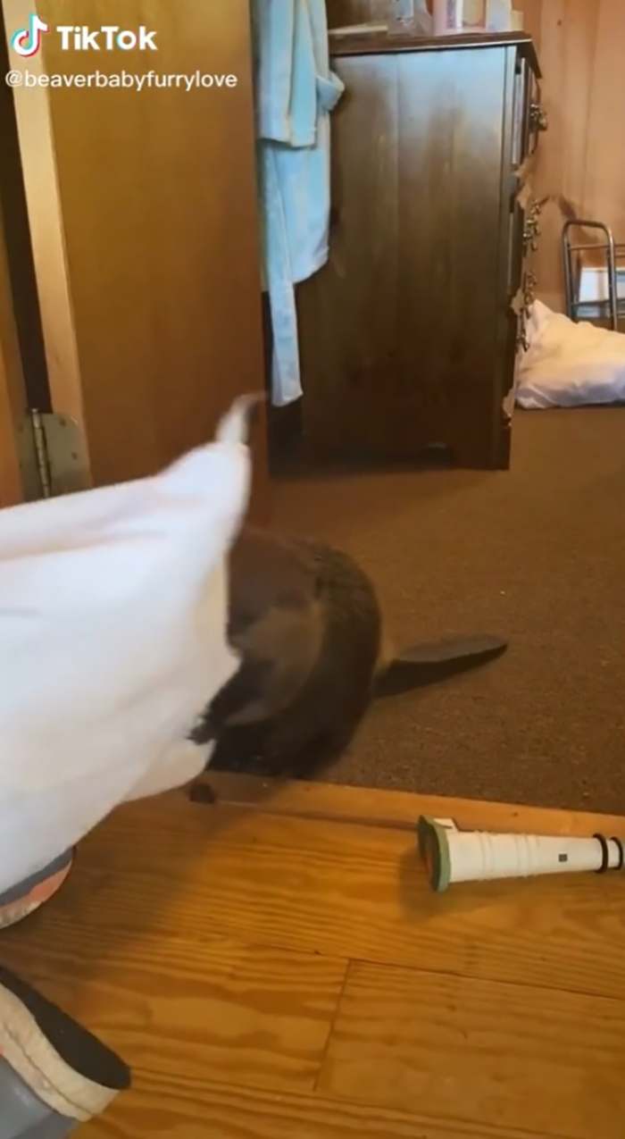 rodent dragging a pillow with its mouth