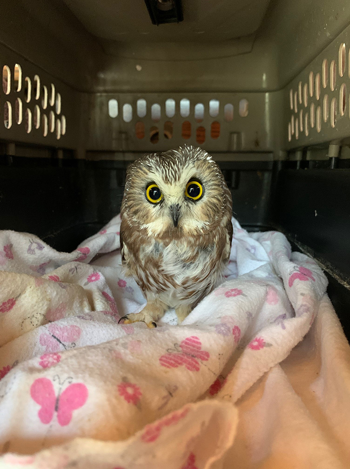 saw-whet nocturnal bird rescued from christmas tree