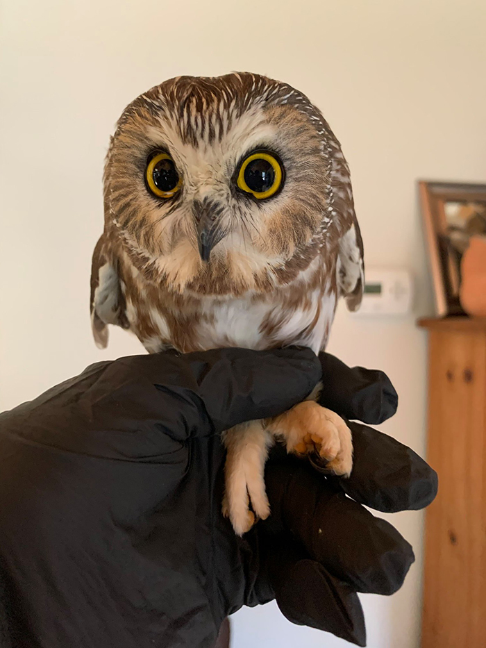 saw-whet owl rescued from christmas tree