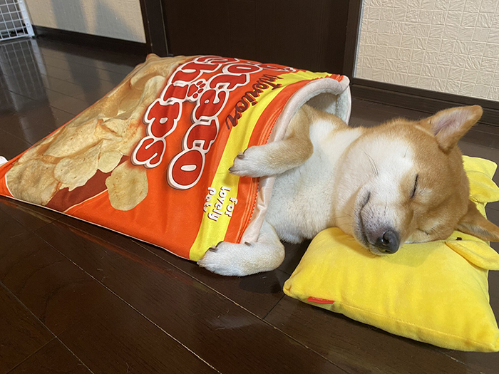 shiba inu sleeping inside a snack-inspired pet bed