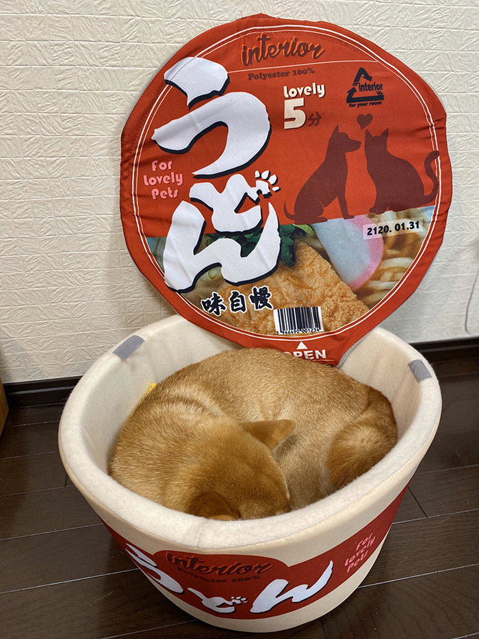 shiba inu sleeping inside an instant ramen bowl bed