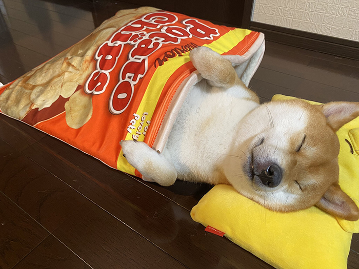 shiba inu yuki-chan sleeping inside a snack inspired pet bed