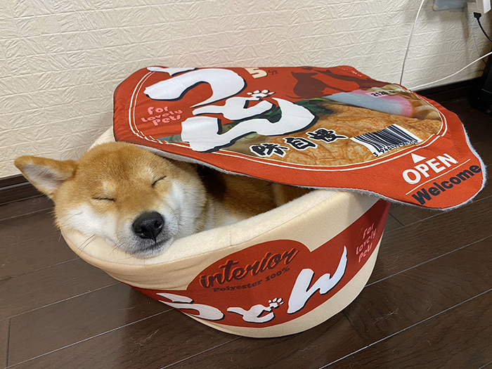 shiba inu yuki-chan sleeping inside an instant ramen bowl bed