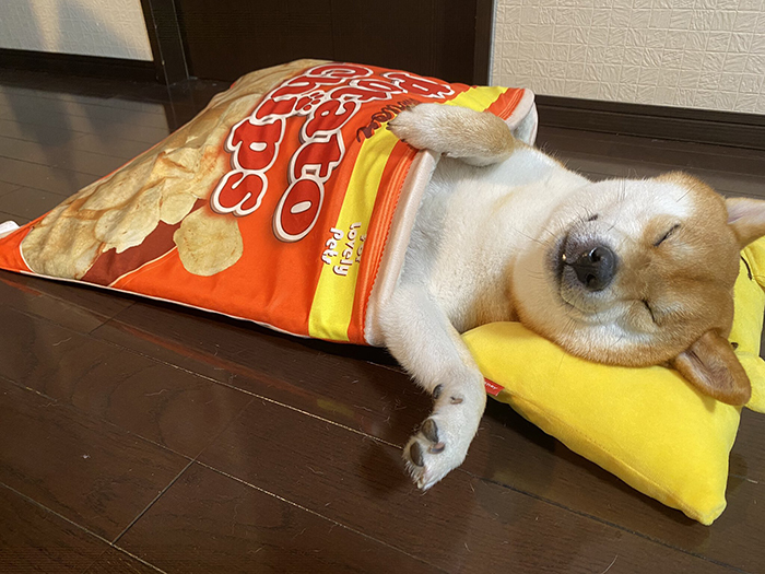 snack-inspired pet bed for dogs