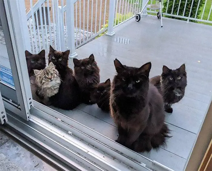 stray cat brings in kittens one by one