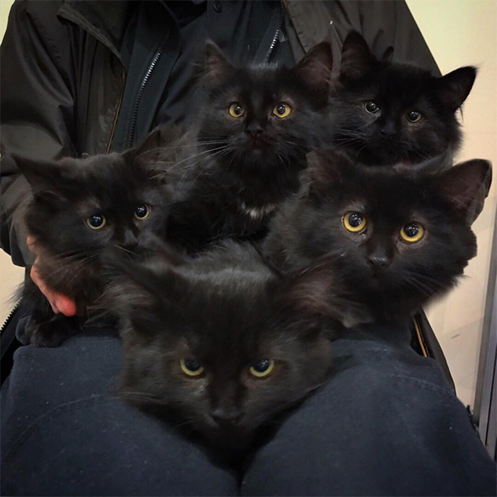 stray cat brings in six kittens