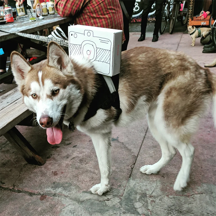 three-legged dog dressed up as tripod