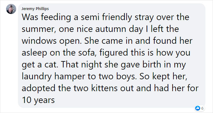 woman welcomes kittens comment jeremy
