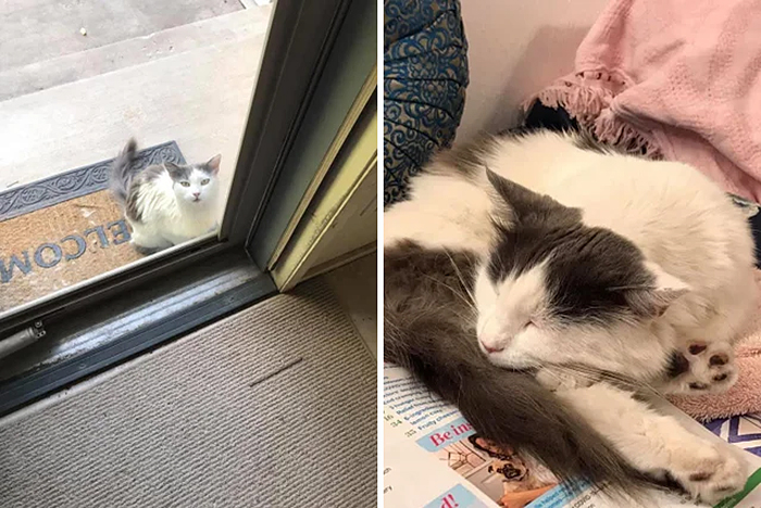 abandoned cats before and after adoption