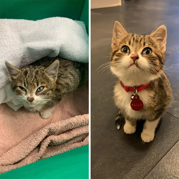 abandoned kitten rescued then and now