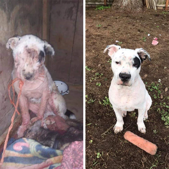 abandoned pup rescued transformation